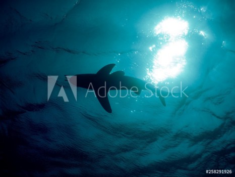 Picture of Oceanic Whitetip